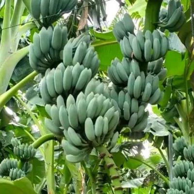 Bananier Ice Cream - Leaderplant