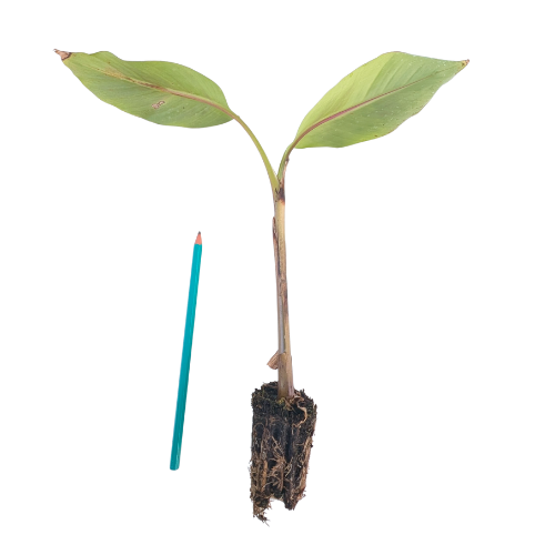 Bananier Helen's Hybrid en mini-motte  - Leaderplant
