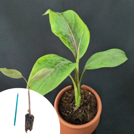 Bananier Helen's Hybrid en mini-motte  - Leaderplant