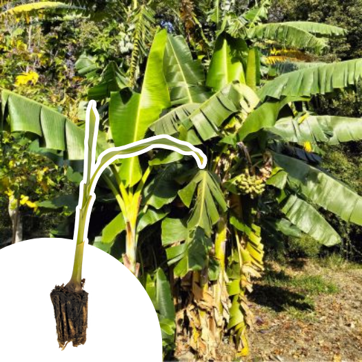 Bananier rustique Speciosa  en mini-motte - Leaderplant