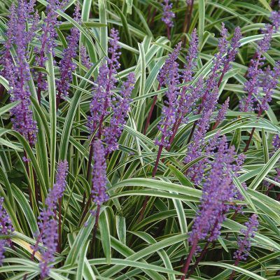 Muscari d'automne panaché - Leaderplant