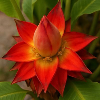 Bananier lotus à fleurs rouge  - Leaderplant