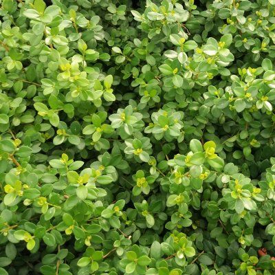 Myrsine - Myrte du cap - Buis Africain - Leaderplant