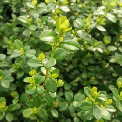 Myrsine - Myrte du cap - Buis Africain - Leaderplant