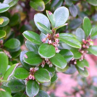 Myrsine - Myrte du cap - Buis Africain - Leaderplant