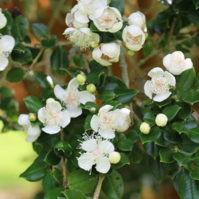 Myrte Luma - Leaderplant
