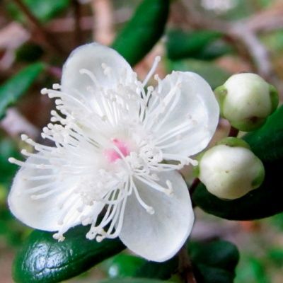 Myrte Luma - Leaderplant