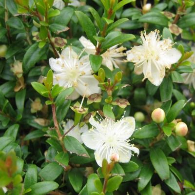 Myrte Tarentine - Leaderplant