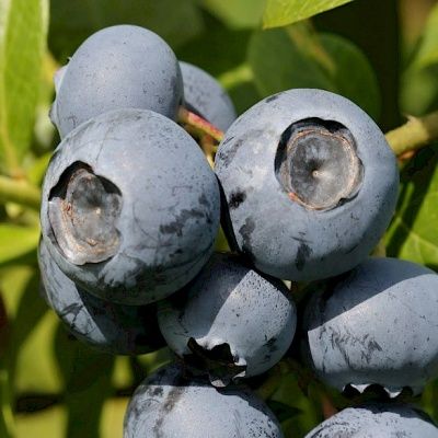 Myrtille Blue Crop - Leaderplant