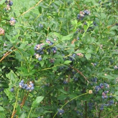 Myrtille Blue Crop - Leaderplant