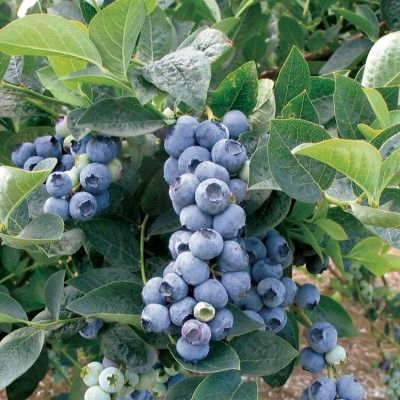 Myrtille d'été Blue Gold - Leaderplant