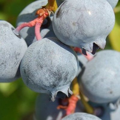 Myrtille autofertile Blue Suede ® - Leaderplant