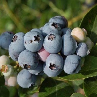 Myrtille autofertile Blue Suede ® - Leaderplant