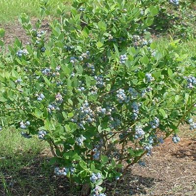 Myrtille autofertile Blue Suede ® - Leaderplant