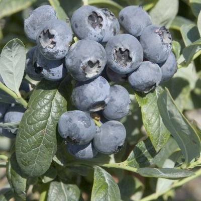 Myrtille Brigitta - Leaderplant