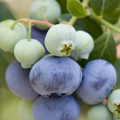 Myrtille Brigitta - Leaderplant