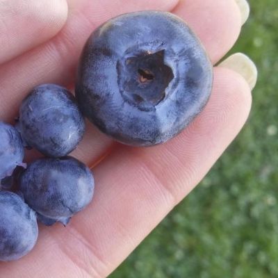 Myrtille Chandler - Leaderplant