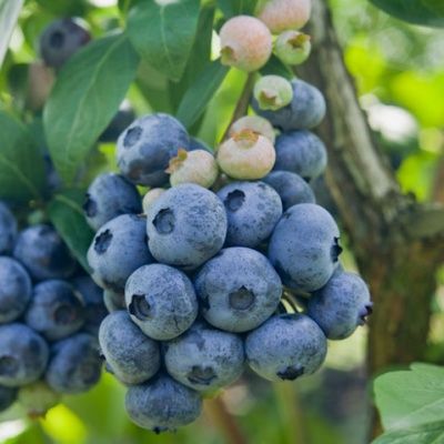 Myrtille Chandler - Leaderplant