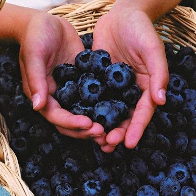 Myrtille Chandler - Leaderplant