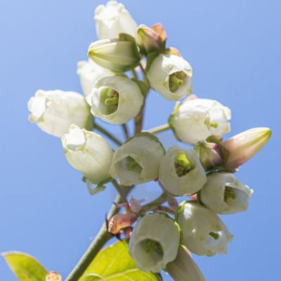 Myrtille Chandler - Leaderplant