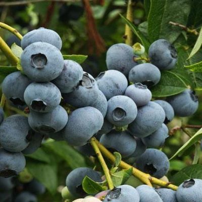 Myrtille à gros fruits North Country - Vente en ligne de plants de Myrtille  à gros fruits North Country pas cher