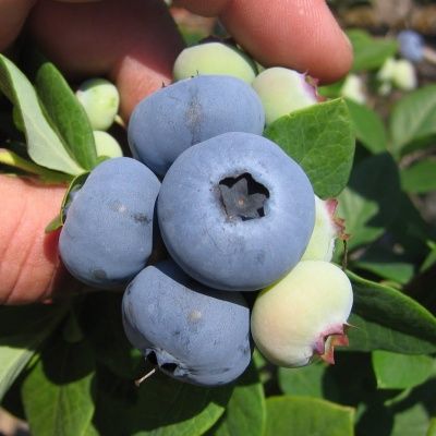 Myrtille New Hanover  - Leaderplant