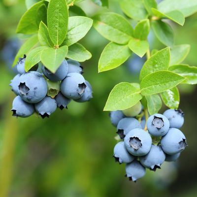 Myrtille Ozark Blue ® - Leaderplant