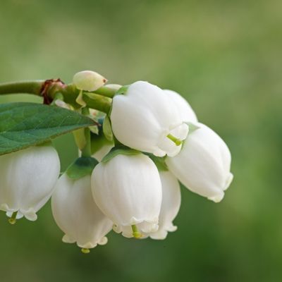 Myrtille Ozark Blue ® - Leaderplant