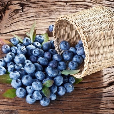 Myrtille Ozark Blue ® - Leaderplant