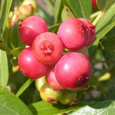 Myrtille à fruits roses Pink Lemonade ® - Leaderplant