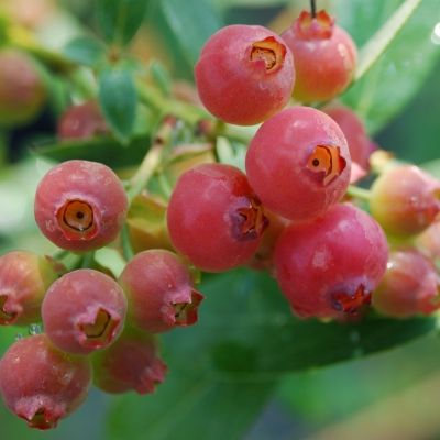 Myrtille à fruits roses Pink Lemonade ® - Leaderplant
