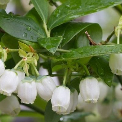 Myrtille à gros fruits Powder Blue - Leaderplant