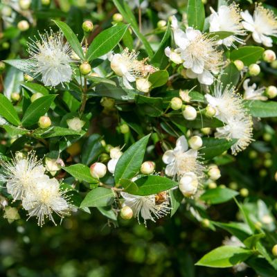 Myrte commun - Leaderplant