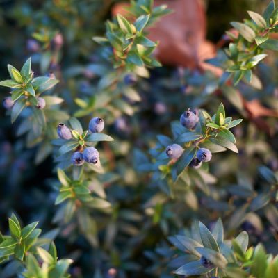 Myrte commun - Leaderplant