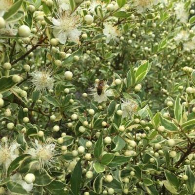 Myrte Tarentine panaché - Leaderplant