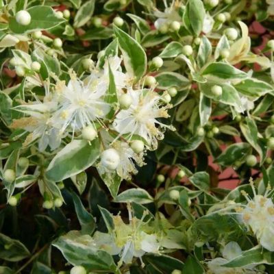 Myrte Tarentine panaché - Leaderplant