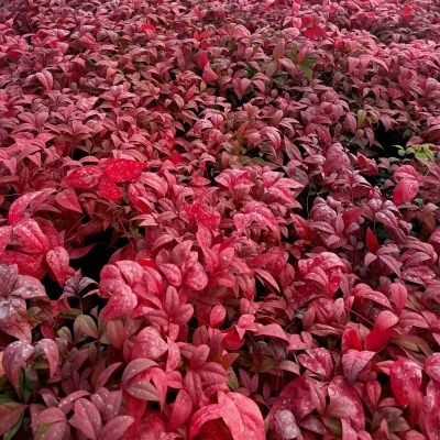 Nandina Blush Pink ® - Leaderplant