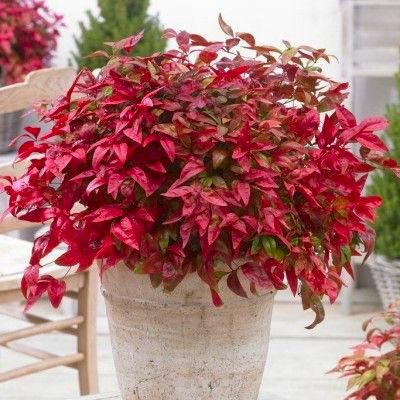 Nandina Blush Pink ® - Leaderplant