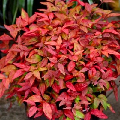 Nandina Blush Pink ® - Leaderplant