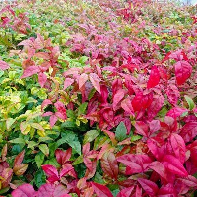 Nandina Fire Power - Leaderplant