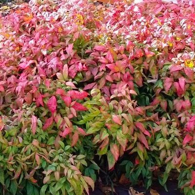 Nandina Fire Power - Leaderplant