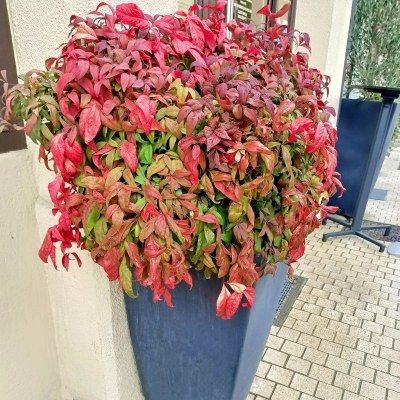 Nandina Fire Power - Leaderplant