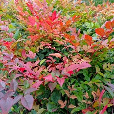 Nandina Gulfstream - Leaderplant