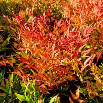 Nandina Bambou sacré Moon Bay - Leaderplant