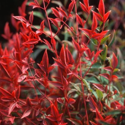 Nandina Bambou sacré Moon Bay - Leaderplant