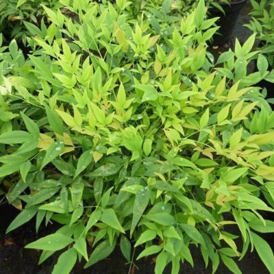 Nandina Bambou sacré Moon Bay - Leaderplant