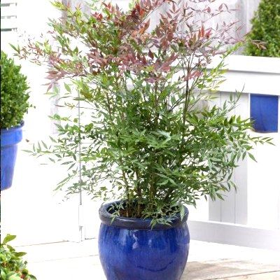 Nandina Summer Sunset ® - Leaderplant