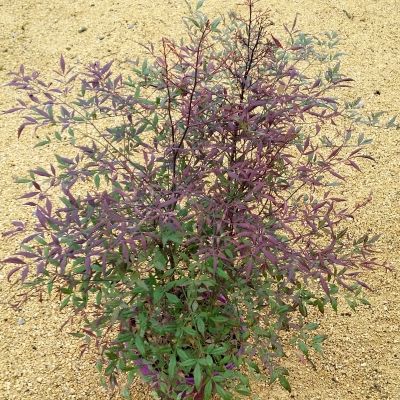 Nandina Summer Sunset ® - Leaderplant