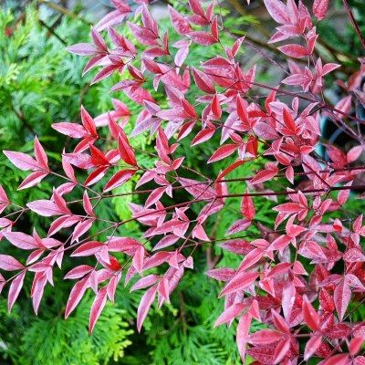 Nandina Summer Sunset ® - Leaderplant