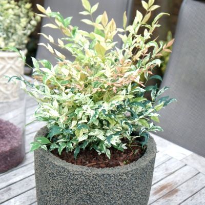 Nandina Twilight ® - Bambou sacré Twilight ® - Leaderplant